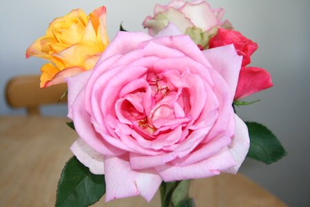 Rose bloom bouquet of roses pink petals photo