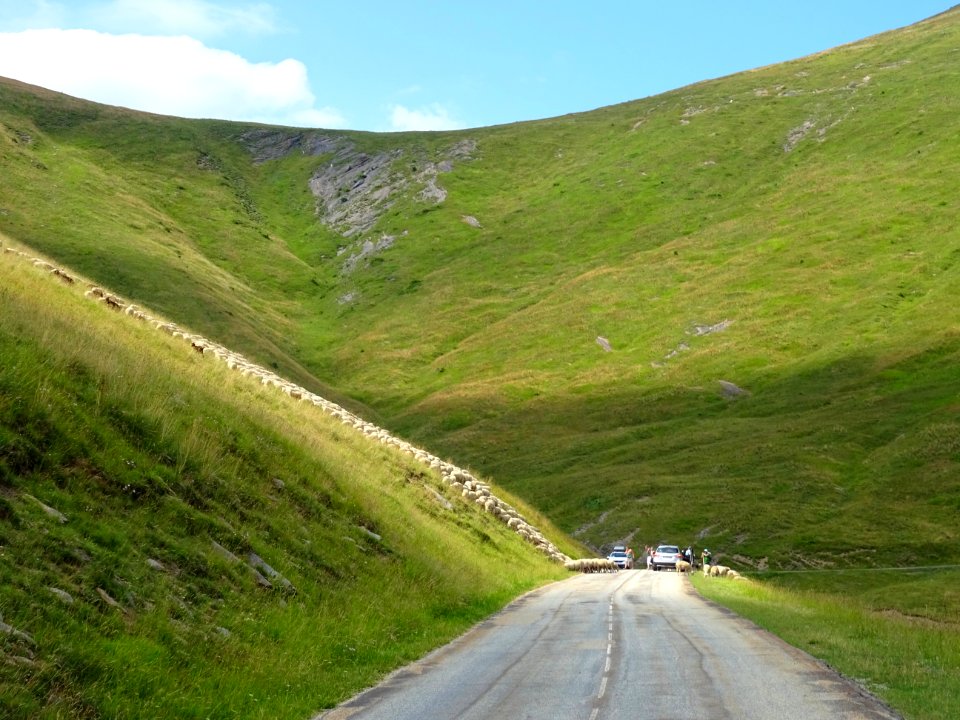 Un troupeau de moutons barre la route ... dans la montée v… 