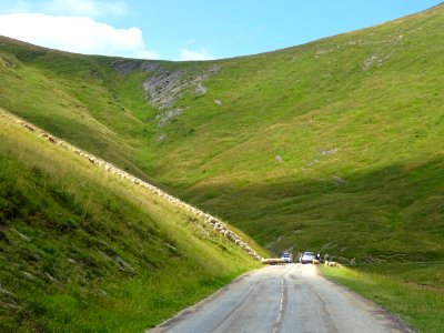 Un troupeau de moutons barre la route ... dans la montée v… 