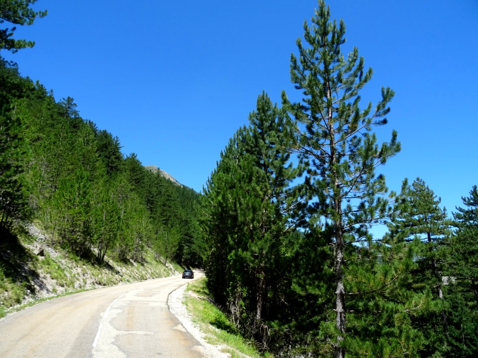 La D537 traverse la forêt domaniale de Pellafol, Isère 