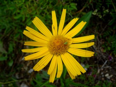 Buphtalme à feuilles de saule, Buphthalmum salicifolium, C… 
