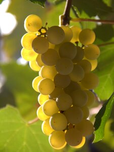 Fall nature fruit