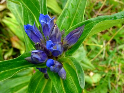 Gentiane croisette, Gentiana cruciata, Gentianacées 