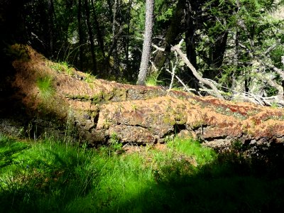 Un vieux tronc couché dans l'herbre ... 
