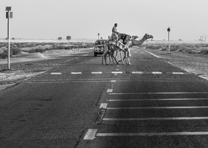 Animal arab way