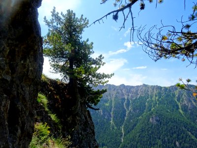 Dans la descente vers le refuge Basse Rua, un pin de monta… 