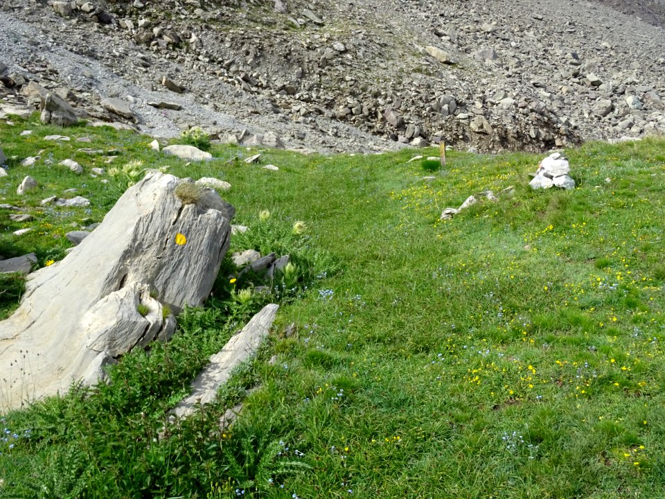 Dans le vallon des Pelouses, trace de peinture jaune sur l… 