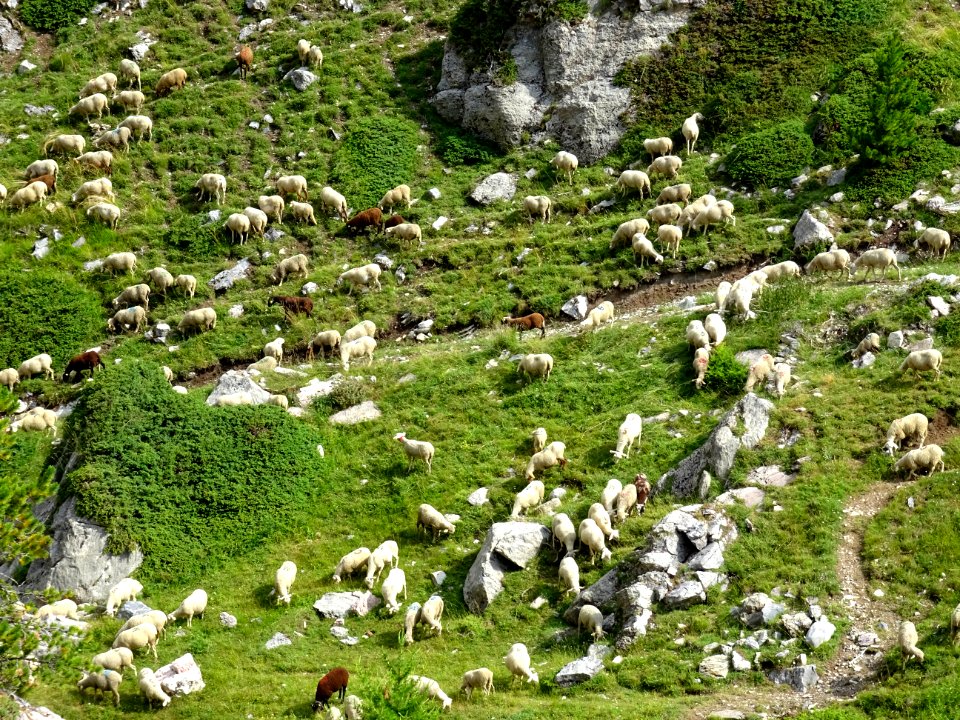 Le troupeau de moutons ... dans le bas du Vallon des Pelou… 