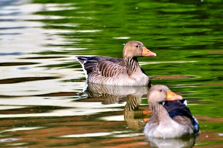 Water bird poultry swim photo