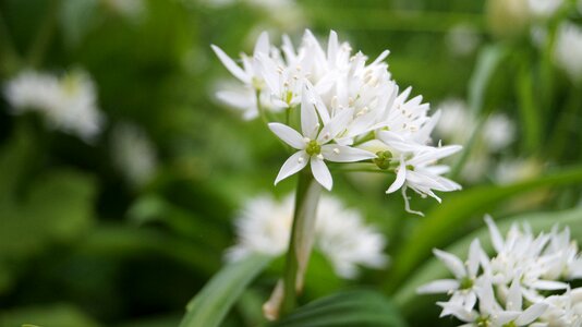Flower bear garlic nature