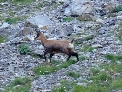 Chamois femelle appelée Chèvre 