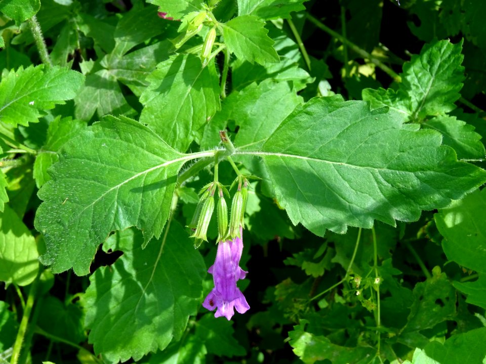 Calament à grandes fleurs, Clinopodium grandiflorum, Lamia… 