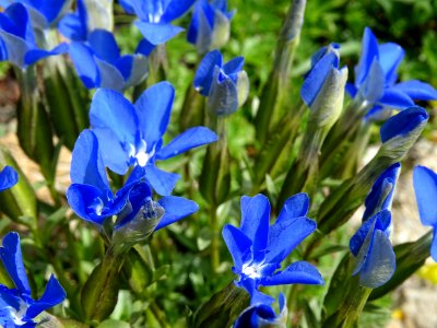 Gentiane à feuilles courtes, Gentiana sierrae, Gentianacée… 