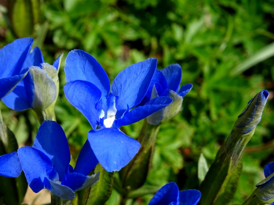Gentiane à feuilles courtes, Gentiana sierrae, Gentianacée… 