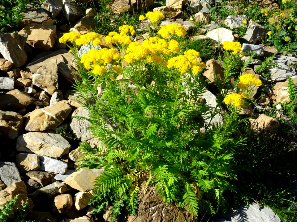 Vélar à feuilles de tanaisie, Descurainia tanacetifolia, B… 