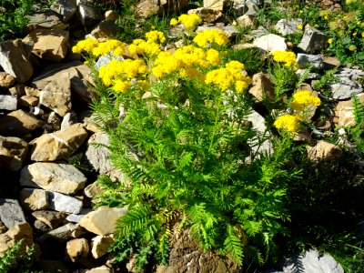 Vélar à feuilles de tanaisie, Descurainia tanacetifolia, B… 