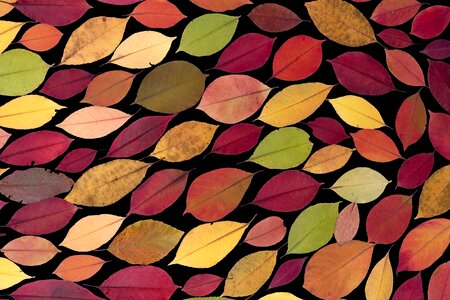 Autumn leaf autumn foliage leaf
