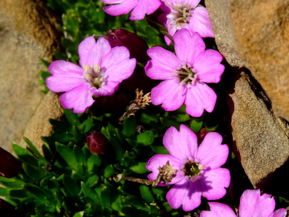 Silène acaule, Silene acaulis, Caryophyllacées 