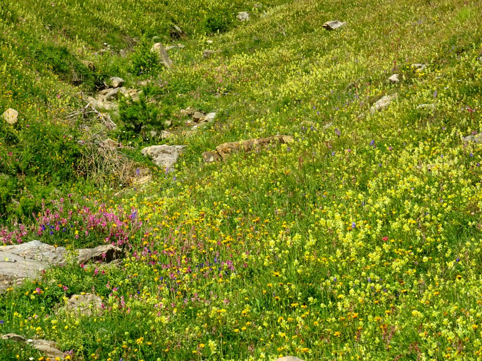 Les milliers de fleurs, sur la rive droite du torrent de l… 