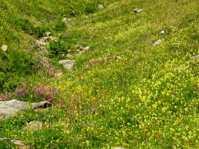 Les milliers de fleurs, sur la rive droite du torrent de l… 