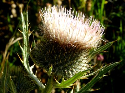 Cirse laineux, Cirsium eriophorum, Astéracées 