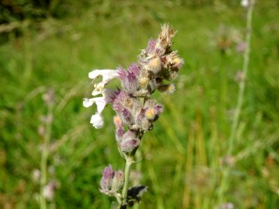 Népéta à feuilles lancéolées, Nepeta nepetella, Lamiacées 