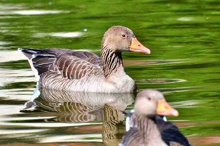 Water bird poultry swim