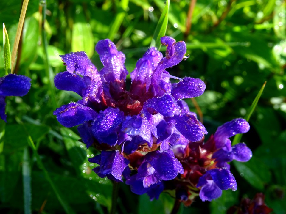 Brunelle a grandes fleurs, Prunella grandiflora, Lamiacées… 