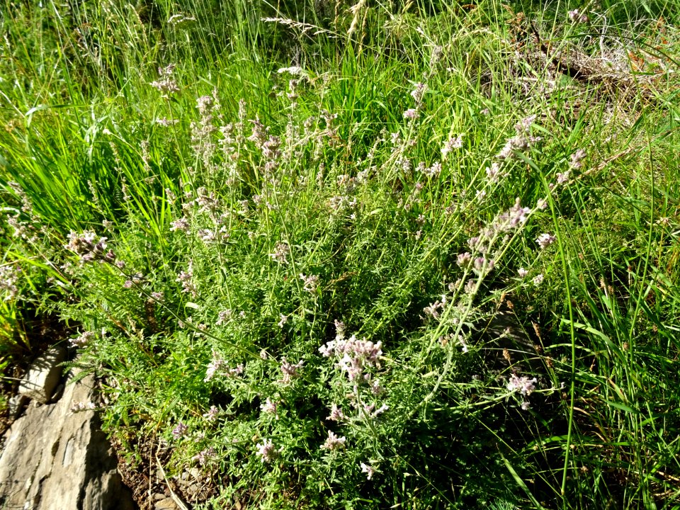 Népéta à feuilles lancéolées, Nepeta nepetella, Lamiacées 