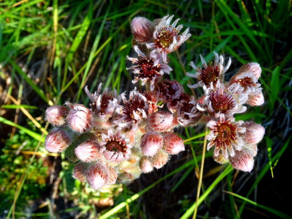 Joubarbe des montagnes, Sempervivum montanum, Crassulacées… 