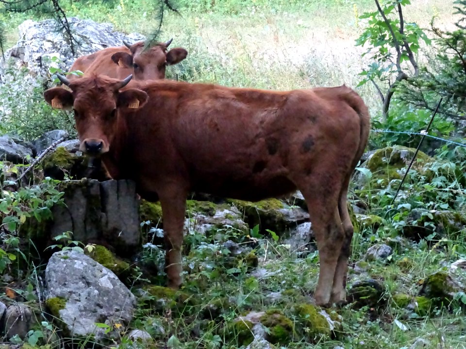 Vaches près du hameau Le Serre, dans le vallon du Rabioux 