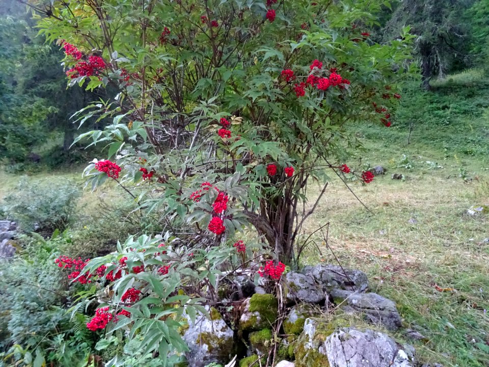 Sureau de montagne, Sambucus racemosa, Adoxacées 