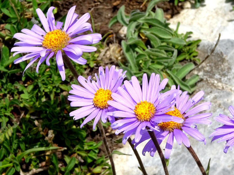 Aster des Alpes, Aster alpinus, Astéracées 
