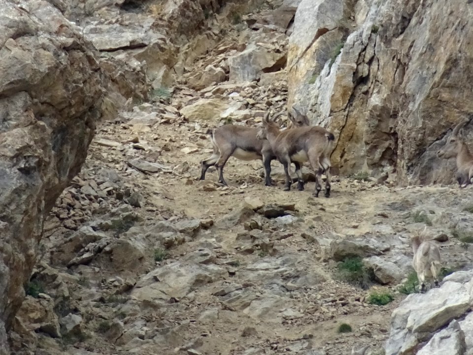 Deux étagnes. C'est la femelle du bouquetin 