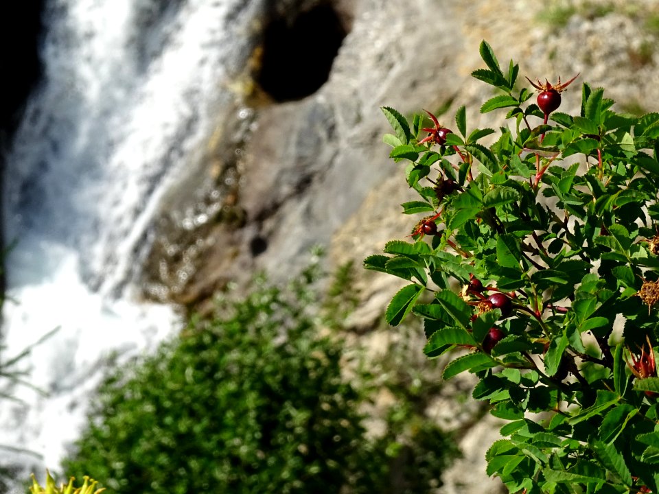 Fruits du Rosier sauvage, Rosa canina, Rosacées 