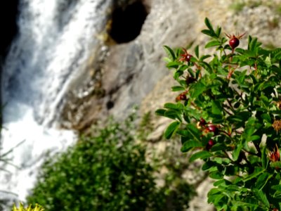 Fruits du Rosier sauvage, Rosa canina, Rosacées 