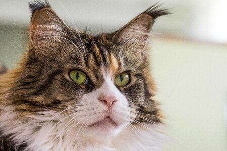 Mustache cat eyes look