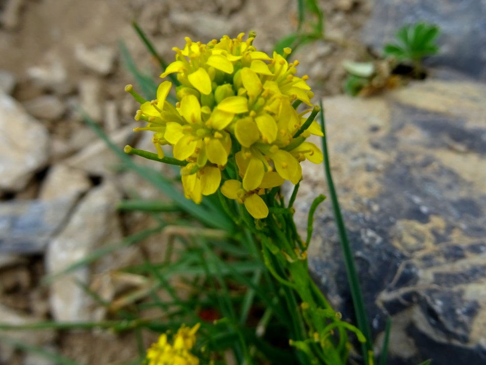 Sisymbre d'Autriche, Sisymbrium austriacum, Brassicacées 