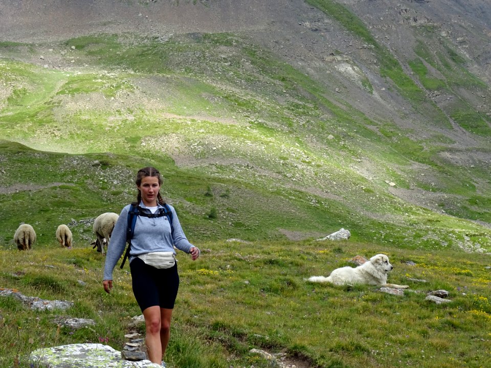 Troupeau de moutons, il va falloir traverser sans s'arrête… 