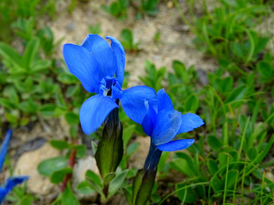 Gentiane de Bavière, Gentiana bavarica, Gentianacées 