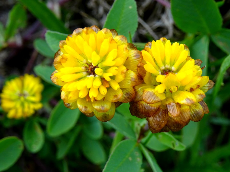Trèfle Bai, Trifolium badium, Fabacées 