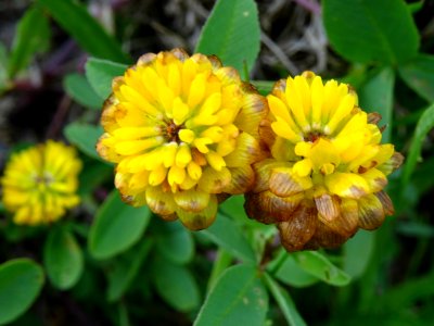 Trèfle Bai, Trifolium badium, Fabacées 