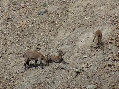 Deux étagnes et un cabri 