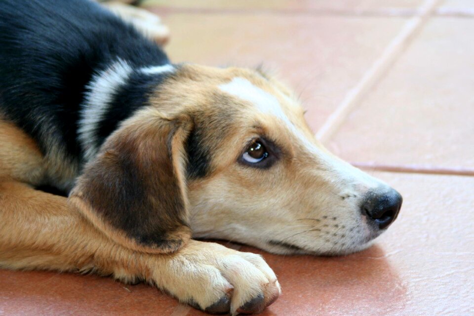 Dog friend pet