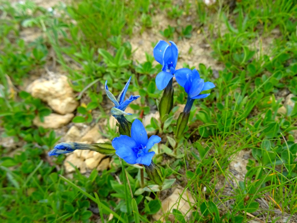 Gentiane de Bavière, Gentiana bavarica, Gentianacées 