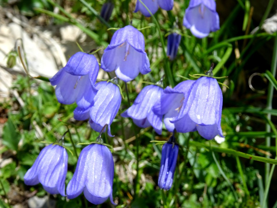 Campanule élégante, Campanula cochleariifolia, Campanulacé… 