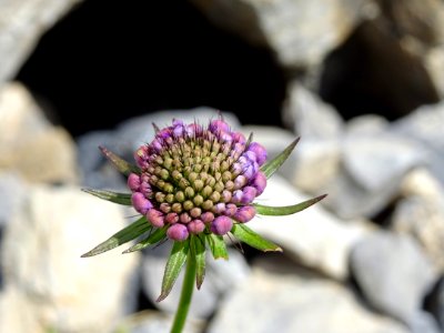 Scabieuse brillante, Scabiosa lucida, Caprifoliacées 