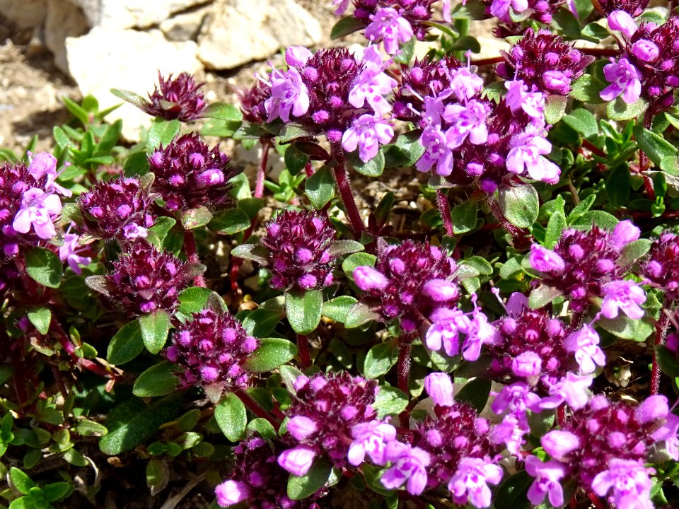 Thym serpolet ou Thym sauvage, Thymus serpyllum, Lamiacées… 