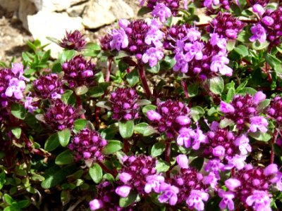 Thym serpolet ou Thym sauvage, Thymus serpyllum, Lamiacées… 