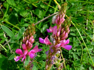 Esparcette, Onobrychis viciifolia, Fabacées 